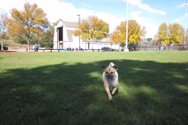 Dog Park at Danehy Park photo 1